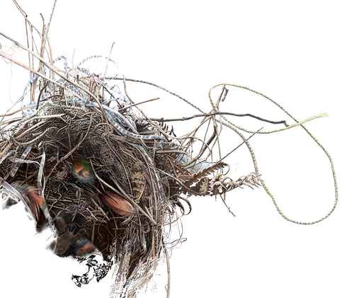 George Alamidis - Fragment of empty nest with plastic tape