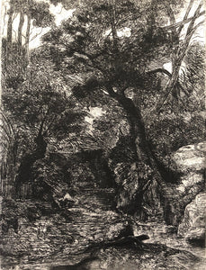 Jennifer Marshall - Forest Stream