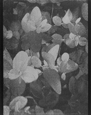 David McBurney - Searching For Nature: Eucalypt III