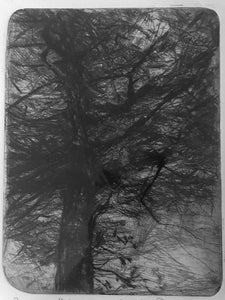 Louise Donovan - Another View