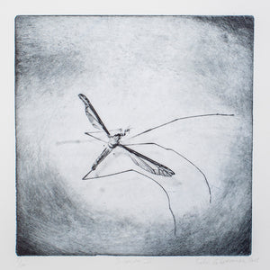 Silvi Glattauer - Insecta 2