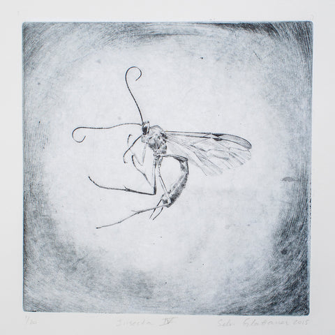 Silvi Glattauer - Insecta 4