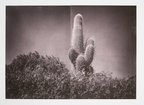 Silvi Glattauer - In the Shade of a Cactus II