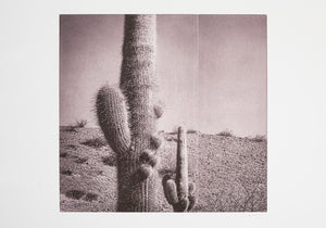 Silvi Glattauer - In the Shade of a Cactus IV