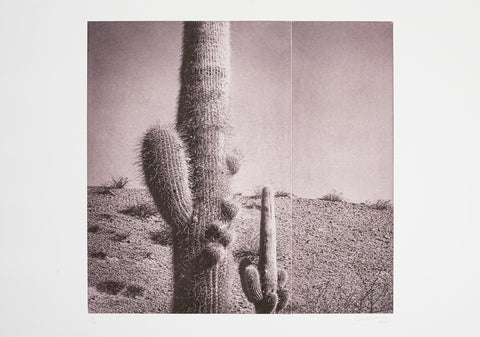 Silvi Glattauer - In the Shade of a Cactus IV