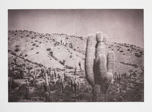 Silvi Glattauer - In the Shade of a Cactus V