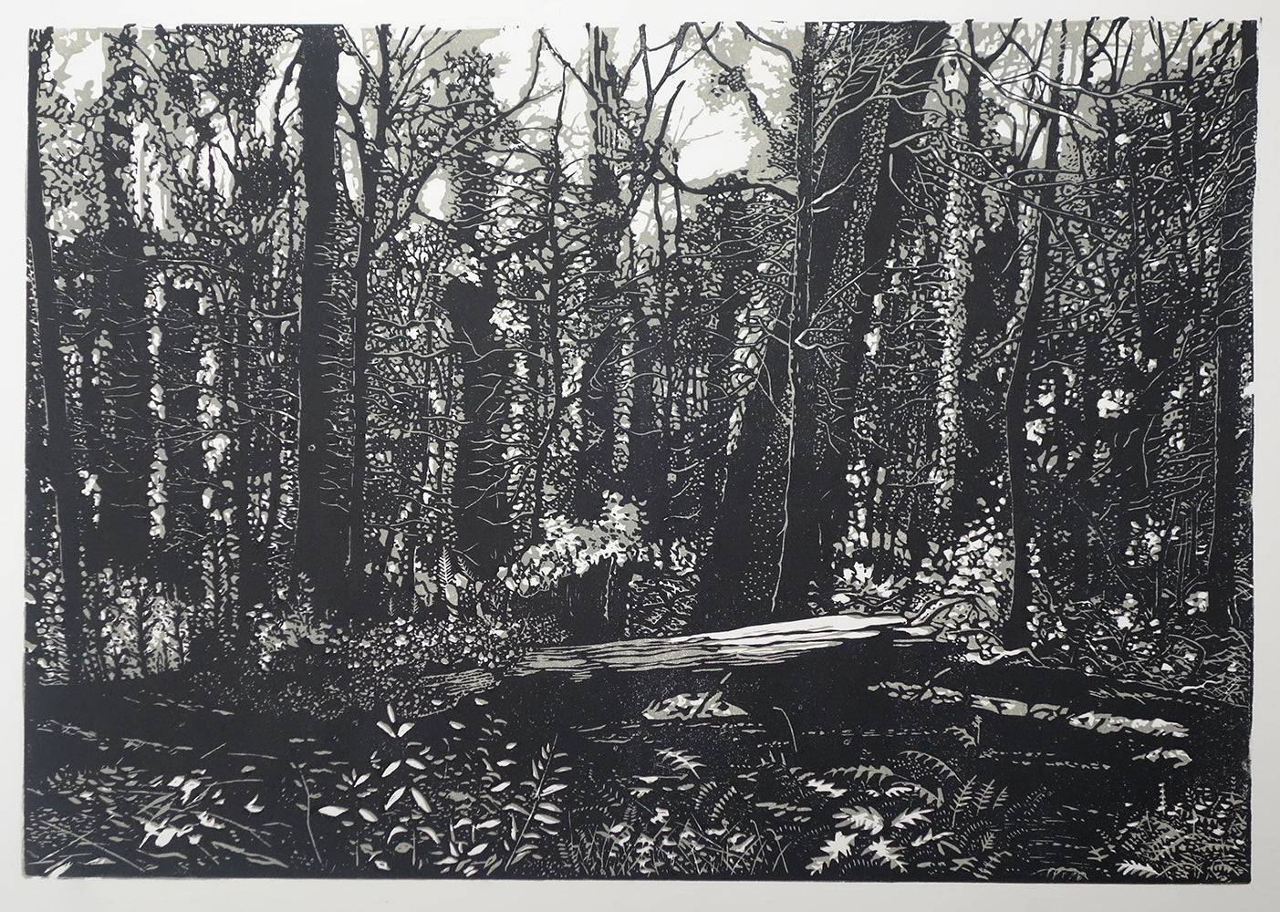 Chris Lawry - Mallacoota Forest 12 Months After the Fire 1