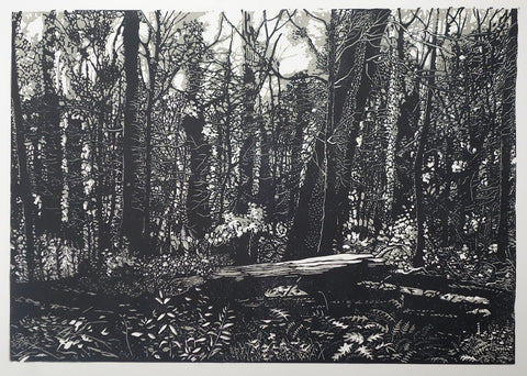 Chris Lawry - Mallacoota Forest 12 Months After the Fire 1