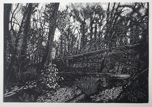 Chris Lawry - Mallacoota Forest 12 Months After the Fire 2