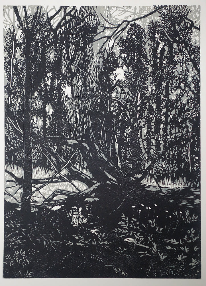 Chris Lawry - Mallacoota Forest Recovering