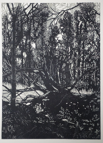 Chris Lawry - Mallacoota Forest Recovering