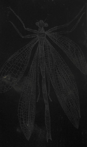 Jan Palethorpe - Adam’s Emerald Dragonfly (black)