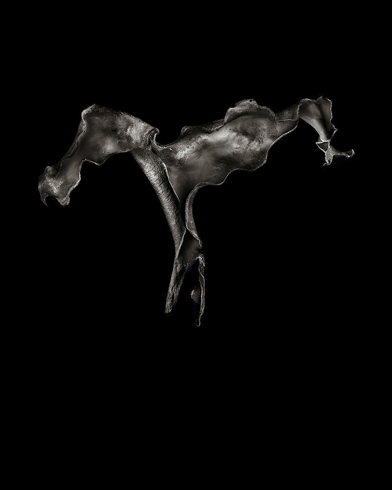 Lloyd Pereira - Durvillaea within light 3