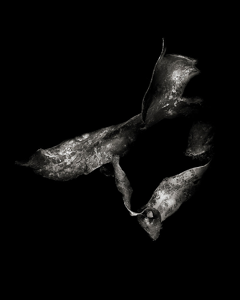 Lloyd Pereira - Durvillaea within light 5