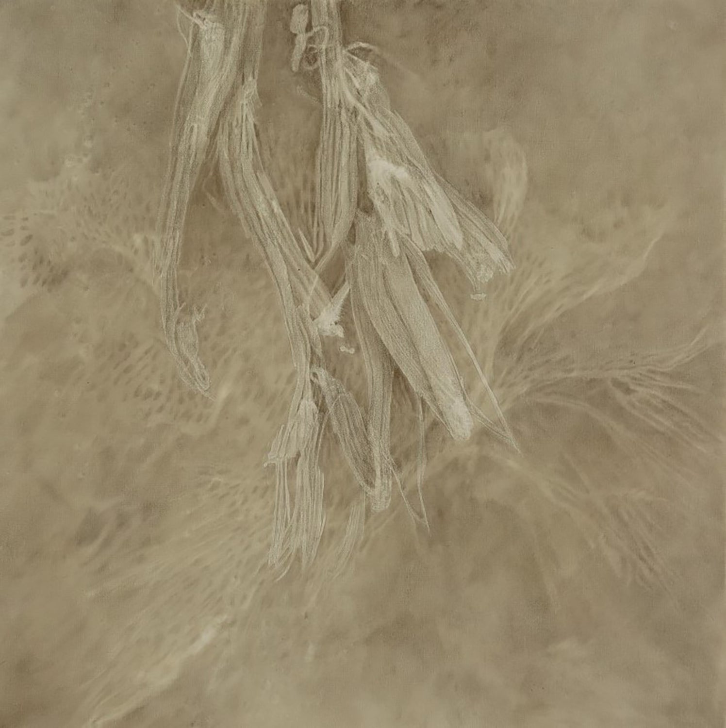 Shirley Ploog - Quietude